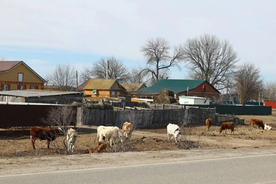 Астраханская область закрепила правила выгула сельхозживотных