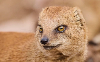 На острове Мэн мангуст устроил побег века — и закончил его в баре. Он прошёл к цели 24 километра