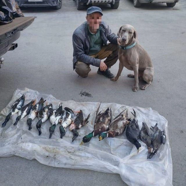 Судя по многочисленным фото пса, он не только существовал в реальности (по крайней мере, до ноября 2025 года), но и жил лучшую жизнь рабочей охотничьей собаки: много гулял и приносил дичь хозяину | Источник: Gilay_Alex / t.me