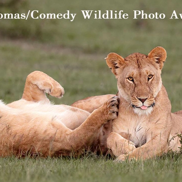 Источник: Comedy Wildlife Photography Awards