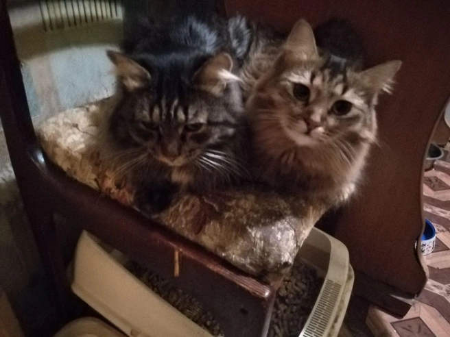 Миша и Маша желают хорошего дня :)  | Источник: читатель 63.RU 