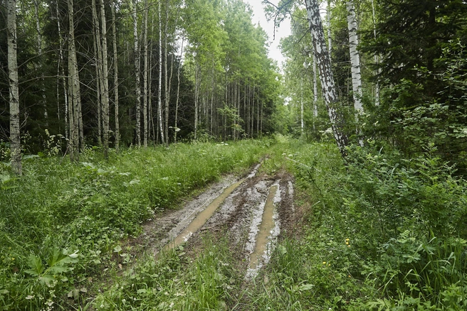 Нападение произошло в лесу | Источник: Александр Ощепков / NGS.RU