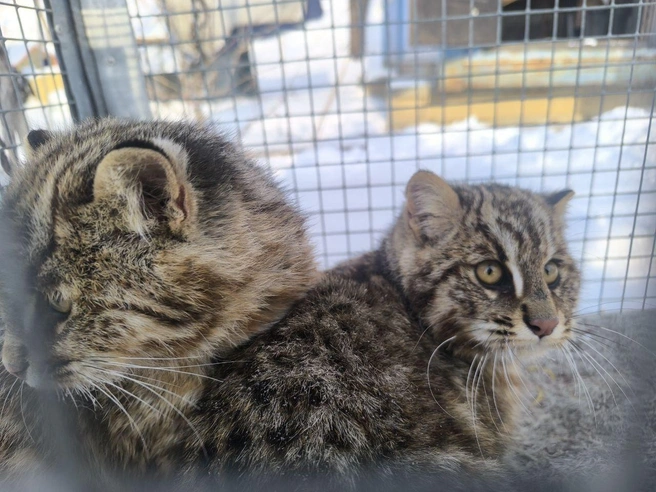 А не надо было кур воровать. В Приморском крае отловили двух лесных котят, а тигра отпустили | Источник: центр «Тигр»