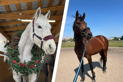 Лошадь Диаграмма из Красноярска нашла маму спустя 10 лет