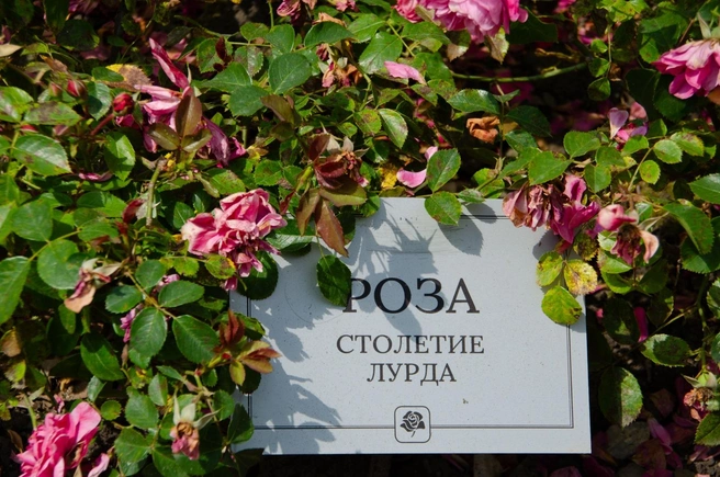 «Столетие лурда» — это сорт французской селекции, выведенный Georges Delbard в 1988 году. Он характеризуется обильным повторным цветением в течение лета, но пока выглядит вот так | Источник: Оксана Витязь / SOCHI1.RU