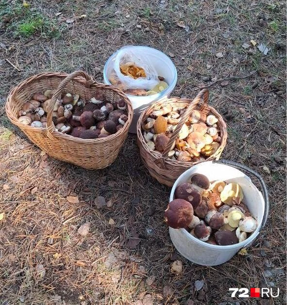 Столько грибов нашел тюменец на Ирбитском тракте  | Источник: читатель 72.RU