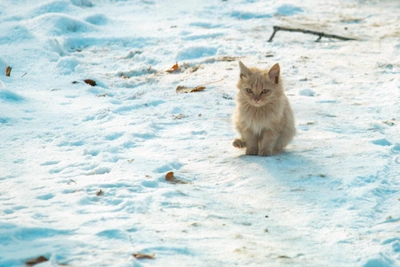 Dangerous Frost and Blizzard Grip Rostov Region