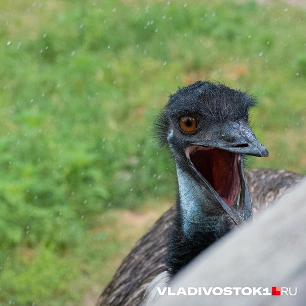 Как говорится, искали медь, а нашли золото | Источник: Елена Буйвол / VLADIVOSTOK1.RU