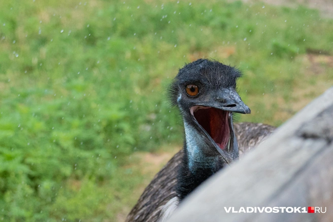 Как говорится, искали медь, а нашли золото | Источник: Елена Буйвол / VLADIVOSTOK1.RU