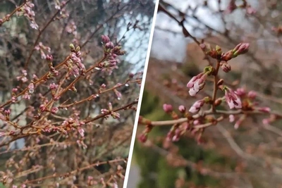 Сакура зацвела в Ярославле раньше обычного