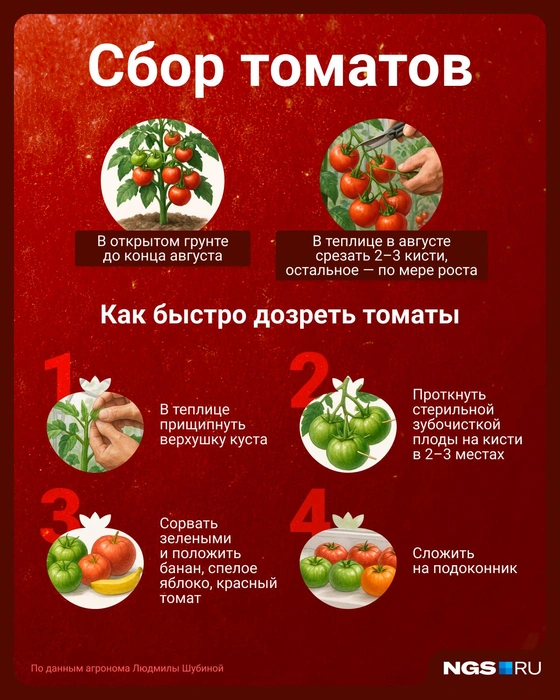 Сохраните себе эту полезную картинку | Источник: Семен Казьмин / Городские медиа