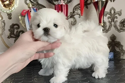 Принцесса мальтезе: щенок за 250 тысяч продается в Тюмени