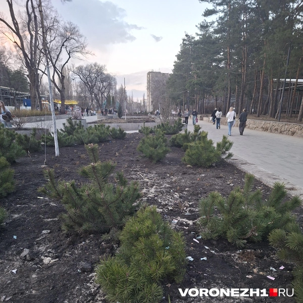 Источник: Алёна Воропаева / Voronezh1.ru