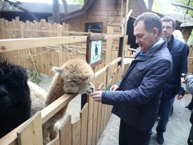 В «Малых Хрустах» дети и взрослые могут познакомиться с миром домашних животных и наблюдать за поведением альпак | Источник: Кудрявцев Максим / Telegram