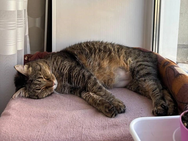 В такое время понимаешь, что самое главное в доме&nbsp;— тёплый плед и пушистый котик рядом | Источник: читательница НГС Татьяна