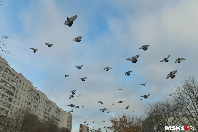 В трёх районах Воронежской области сбили 16 БПЛА | Источник: Артём Устюжанин / MSK1.RU