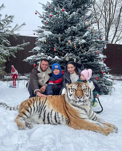 Блогер Конасова распекла Прилучного за фотосессию с тигром: «Ближе всех к пасти хищника оказалась дочь Павла»