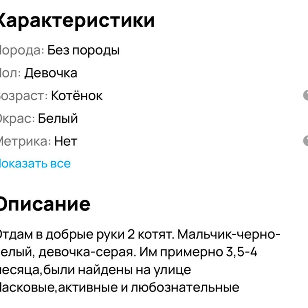 Хоть малыши и с улицы, они прошли обработку от паразитов | Источник: сайт бесплатных объявлений