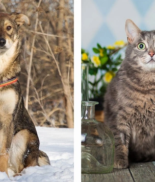 Котопёс недели: кошка Мишель и пёс Гуляш