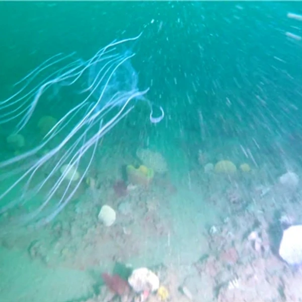 как выглядит кубомедуза, фото | Источник: Scientific Reports 