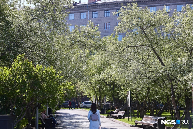 Гулять по городу одно удовольствие, когда вокруг распустились цветы | Источник: Александр Ощепков / NGS.RU