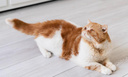 Ветеринар Руденко объяснила, почему кошка может стать агрессивной