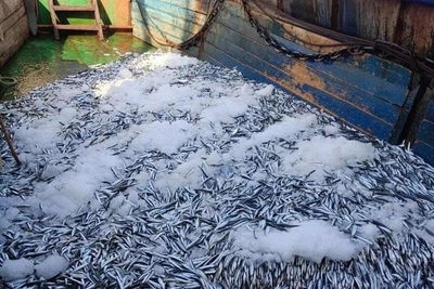 In an 'extremely depressed state': What will replace disappearing anchovy and sprat in the Sea of Azov?