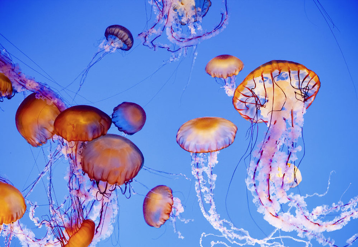 iStock
