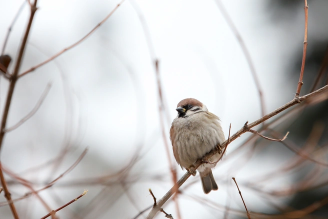 Птицы&nbsp;— неотъемлемый элемент городской экосистемы | Источник: Евгений Вдовин / 161.RU