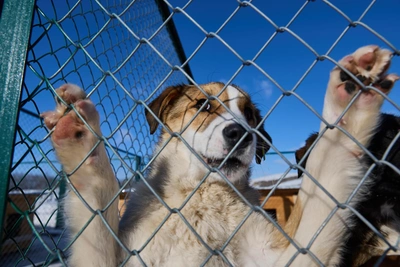 В Зиме собаки напали на мальчика, ему потребовалась помощь врачей