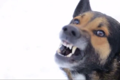 Суд обязал построить приют для бродячих собак в Зырянке