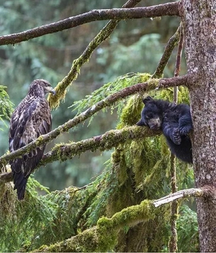 12 самых смешных фото за всю историю конкурса Wildlife Photographer of the Year