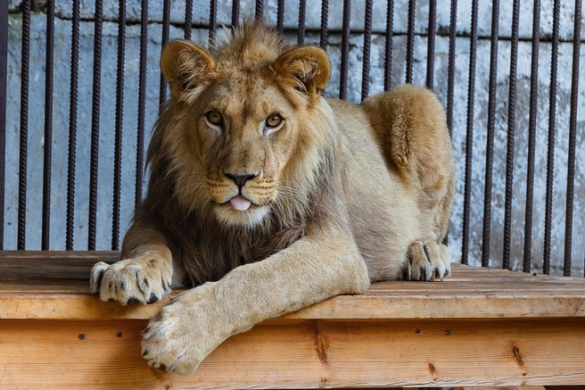 Маленький Елисей  | Источник: Парк флоры и фауны «Роев ручей»