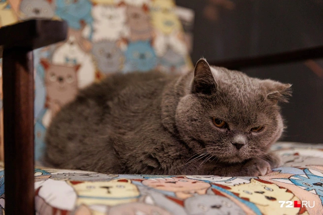 Не ведитесь на этот грозный вид — Дилан безобидный и очень ласковый | Источник: Ирина Шарова / 72.RU