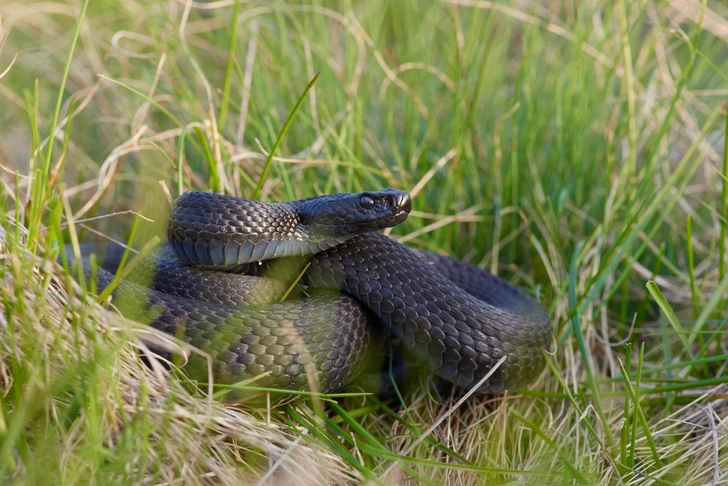 Гадюка Никольского, или лесостепная гадюка (Vipera nikolskii). На юге России встречается в Волгоградской области. | Источник: SenecaS/Shutterstock/Fotodom.ru