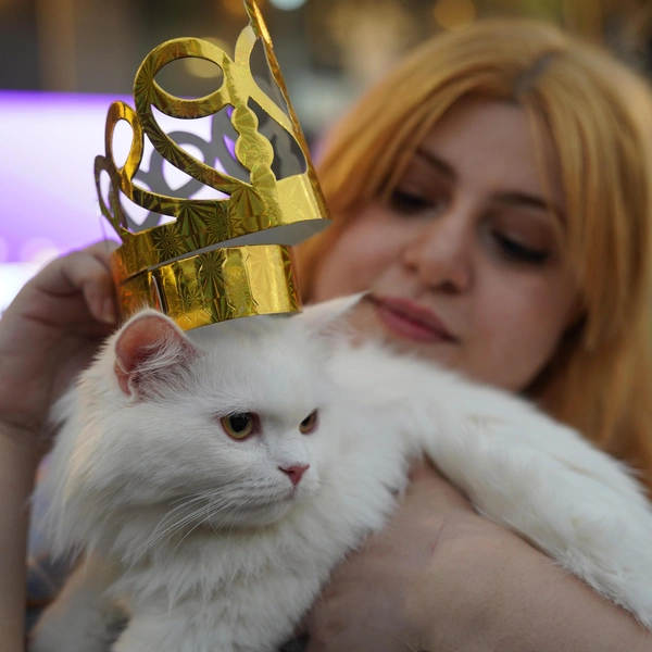 Источник: Fariq Faraj Mahmood/Anadolu via Getty Images