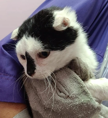 Вислоухий кот тоже жил в сарае | Источник: предоставлено Кристиной