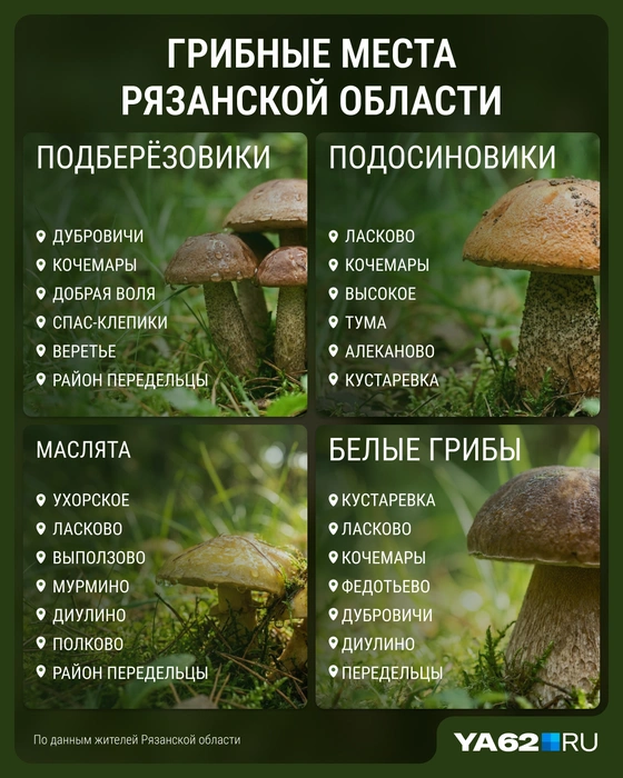 Ну что, собираемся за грибами? | Источник: Мария Романова / Городские медиа