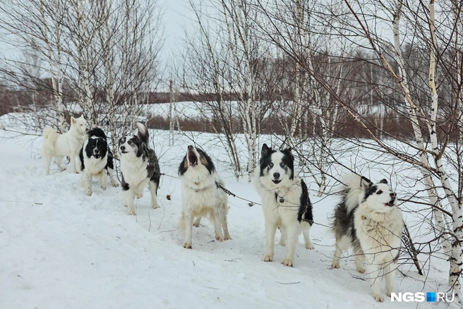 Проходят соревнования в Кольцово | Источник: Александр Ощепков / NGS.RU