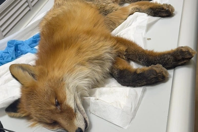 В Мурманске спасают лисенка Семена после аварии