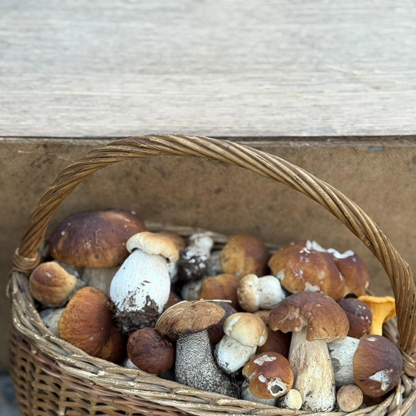 Источник: Грибы и Грибники СПб / ВКонтакте