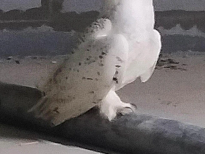 Полярная сова облюбовала паркинг в Академическом | Источник: читатель E1.RU