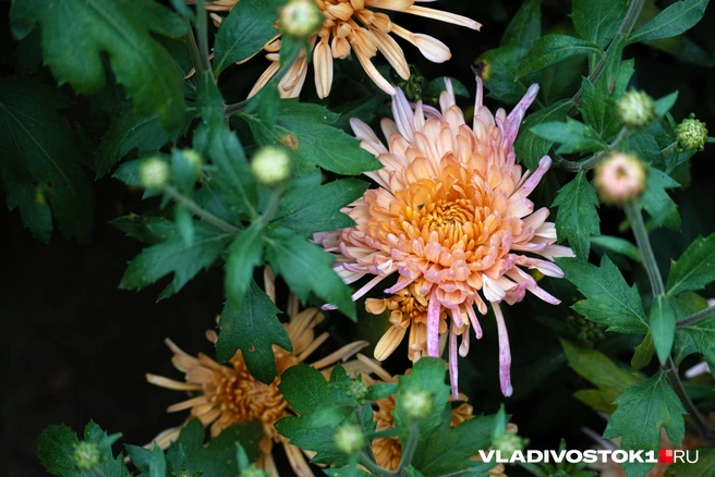 Источник: Елена Буйвол / VLADIVOSTOK1.RU