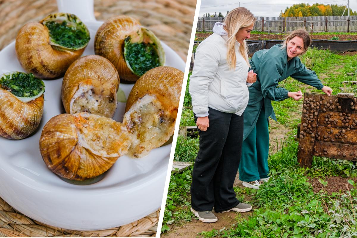 «По вкусу что-то между курицей и грибами». Сестры-пермячки разводят улиток на еду — репортаж с необычной фермы