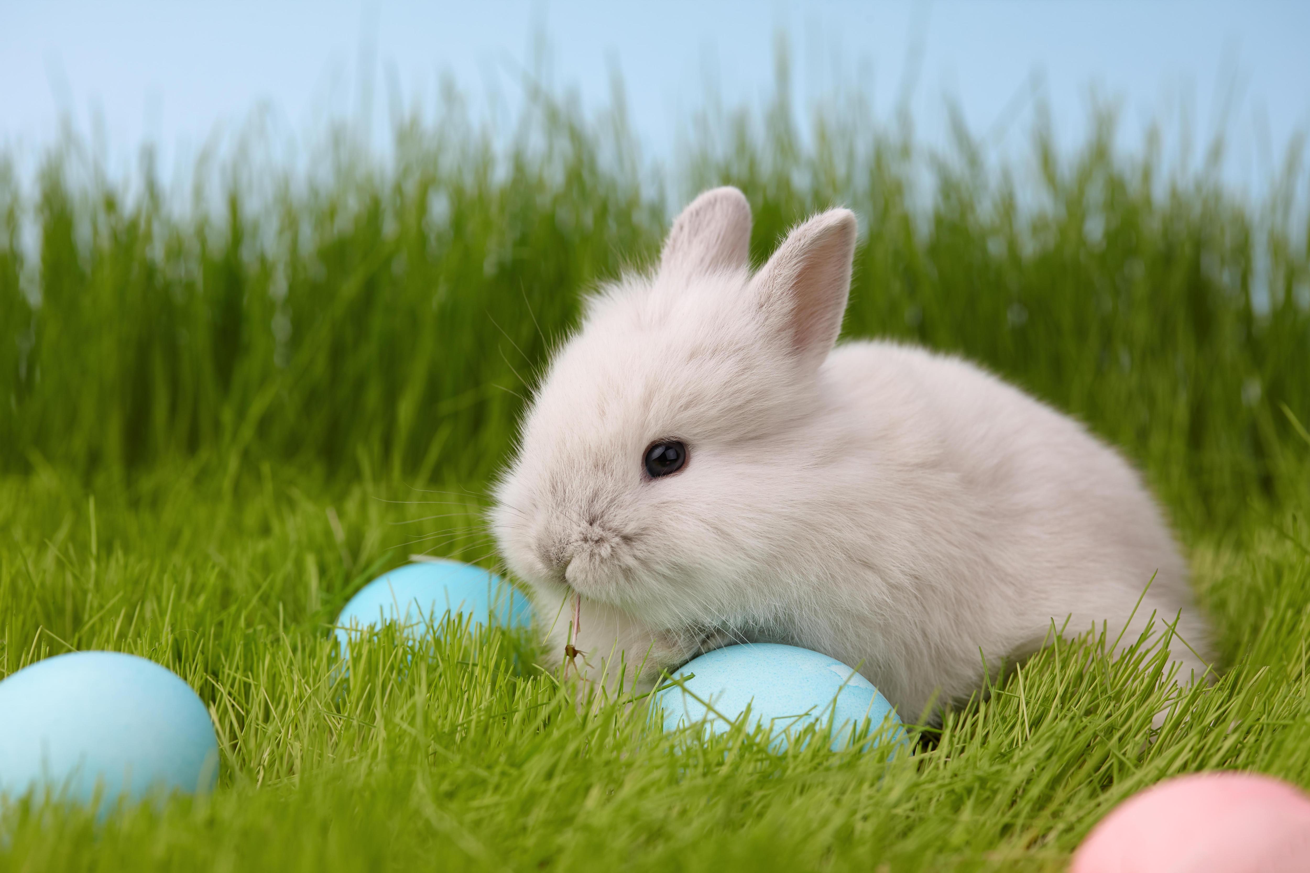 Почему у католиков на Пасху яйца приносит заяц?