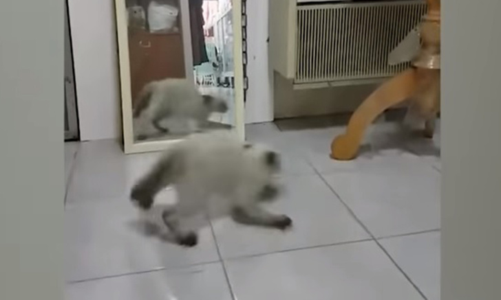 Комичная реакция кошки, когда она видит себя в зеркале (видео)
