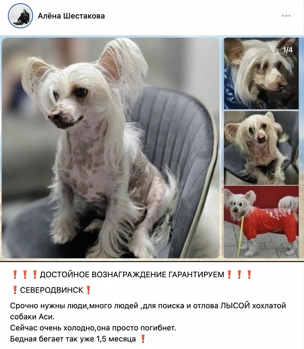 Источник: Алена Шестакова / vk.ru