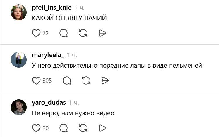 Вот это «бока лица»! Хозяйка кота-пухляша из мемов показала его тело целиком