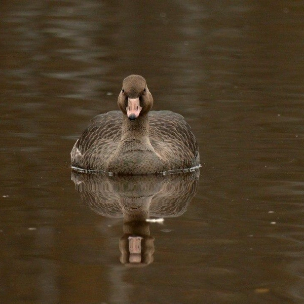 Источник: Павел Глазков / «Каждой твари по паре»