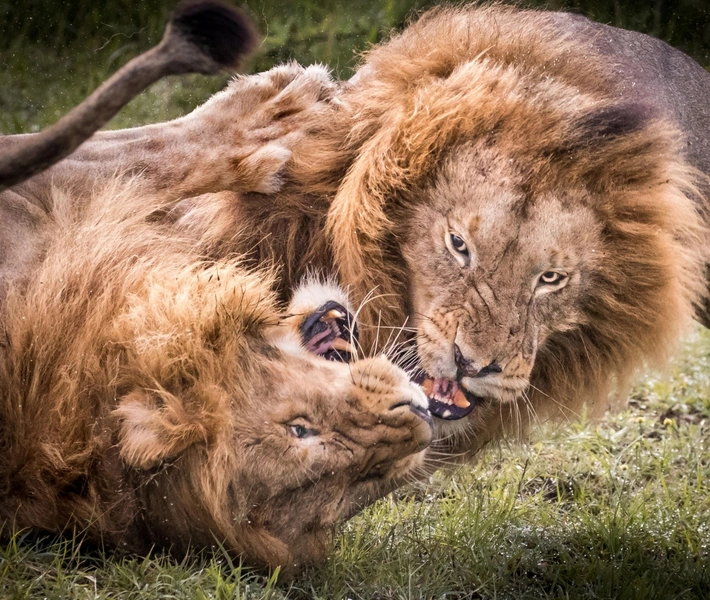 Сражение за господство